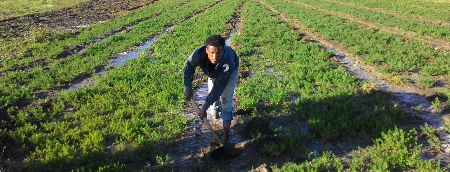 Ethiopian farmer practising sustainable agroforestry