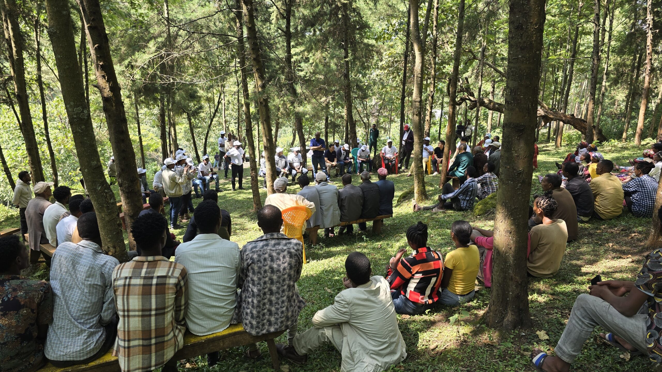 Wide view of restored Ethiopian highland landscape with green hillsides and valley