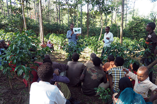 Ethiopian natural landscape showing biodiversity and ecosystem recovery